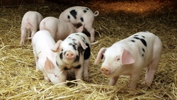 Свиноводческие компании региона намерены перерабатывать отходы производства