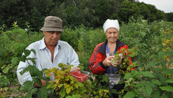 Борисовские садоводы завершили уборку ягодников и участков с косточковыми