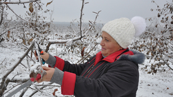Работники компании «Борисовский сад плюс» занялись обрезкой плодовых деревьев