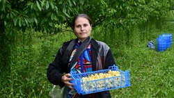 Сладкий урожай. Работники ООО «Борисовский сад плюс» наращивают валовый сбор ягод