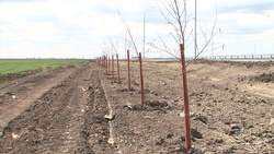 Губернатор назвал основные ошибки озеленения в Белгородской области