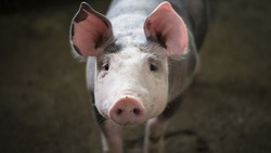 Четыре белгородских компании попали в число лучших производителей свинины