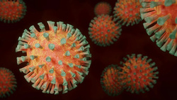 Пять борисовцев заболели коронавирусом за сутки