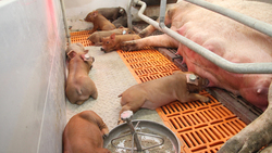 ГК «Агро Белогорье» в I квартале произвела свыше 61 тысяч тонн свиней в живом весе