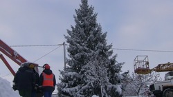 Главной ёлкой Борисовского района стало дерево из приграничного села Берёзовка
