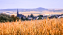 Россельхозцентр провёл апробацию посевов озимой пшеницы в Белгородской области