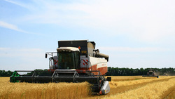 Борисовское хозяйство осталось в лидерах по урожайности
