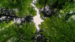 Белгородская область стала лидером Всероссийской акции «Сохраним лес»