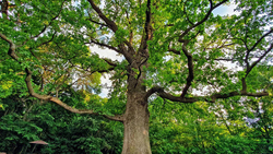 777 человек проголосовали за белгородский дуб в конкурсе на лучшее дерево года