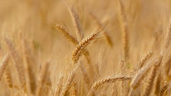 Сельхозпредприятия региона собрали с полей более 1 млн тонн зерна