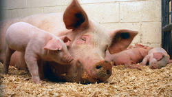 Комплексы «Агро-Белогорье» в 2018 году реализовали более 200 тысяч тонн свинины