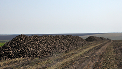 Уборка поздних зерновых завершается на полях Борисовского района