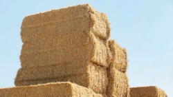 Аграрии региона планируют заготовить более 69 тыс. тонн сена