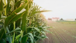 Вячеслав Гладков сообщил о старте уборки кукурузы в регионе 